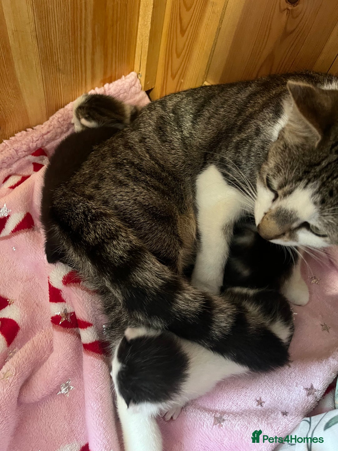 Mixed Breed cats for sale: 4 kitty’s searching for their 4ever home  - Advert 2