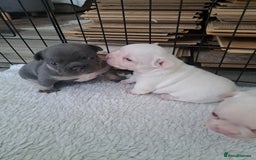French Bulldog dogs for sale: French fancies puppies  - Image 11