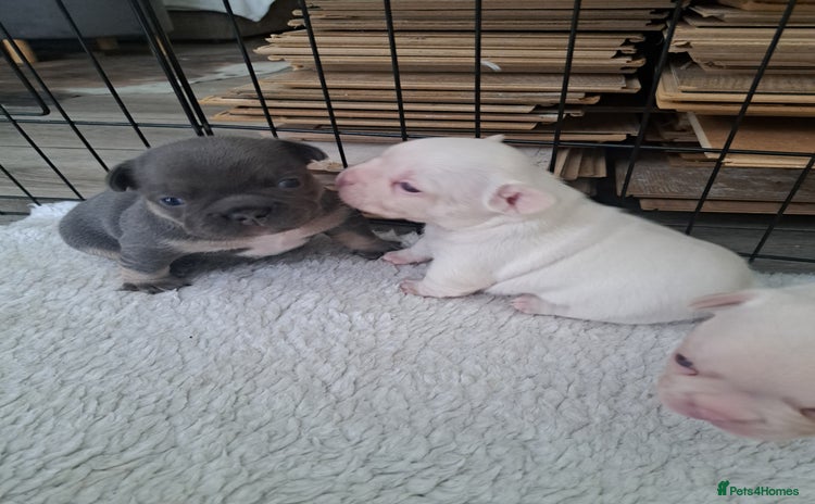French Bulldog dogs Beautifull frenchies, mum is fluffy dad is pink  - Advert 14