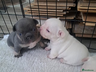 French Bulldog dogs Beautifull frenchies, mum is fluffy dad is pink - Advert 16