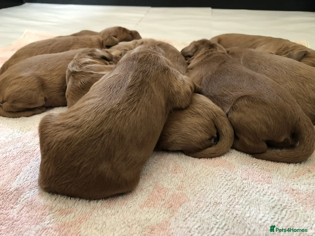 Mini Goldendoodle dogs for sale: Fox Red F1 Miniature Goldendoodle 100% DNA Clear - Advert 19