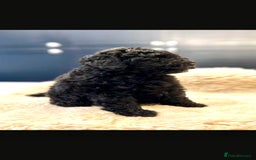 Toy Poodle dogs for sale: Quality pups from health tested parent's  - Image 9