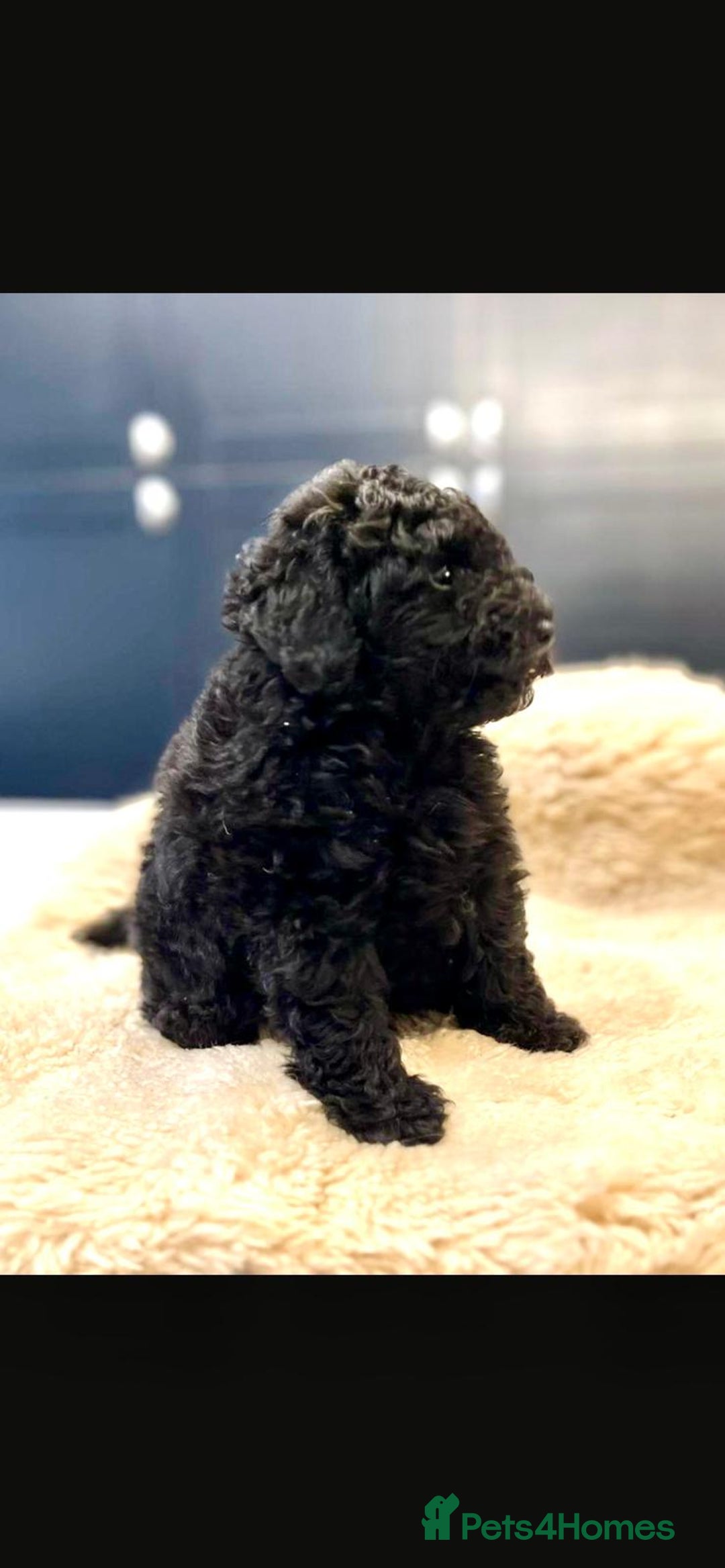 Toy Poodle dogs for sale: Quality pups from health tested parent's  - Image 9