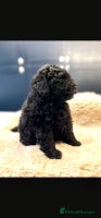 Toy Poodle dogs - Advert 6