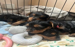 Yorkshire Terrier dogs for sale: Yorkshire Terrier puppies - Image 9