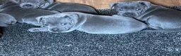 Staffordshire Bull Terrier dogs for sale: 🐾SPECTACULAR BLUE STAFFORDSHIRE BULL TERRIERS 🐾 - Advert 3
