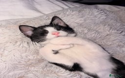 Mixed Breed cats for sale: Two beautiful kittens  - Advert 3