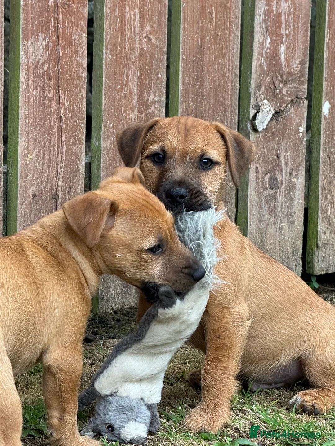 Patterjack dogs for sale: One bast patterjack boy looking for loving home  - Advert 2