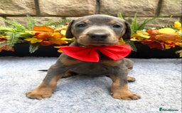 Dobermann dogs for sale: DOBERMAN PUPPIES (BOTH KC HEALTH TESTED PARENTS) - Image 25