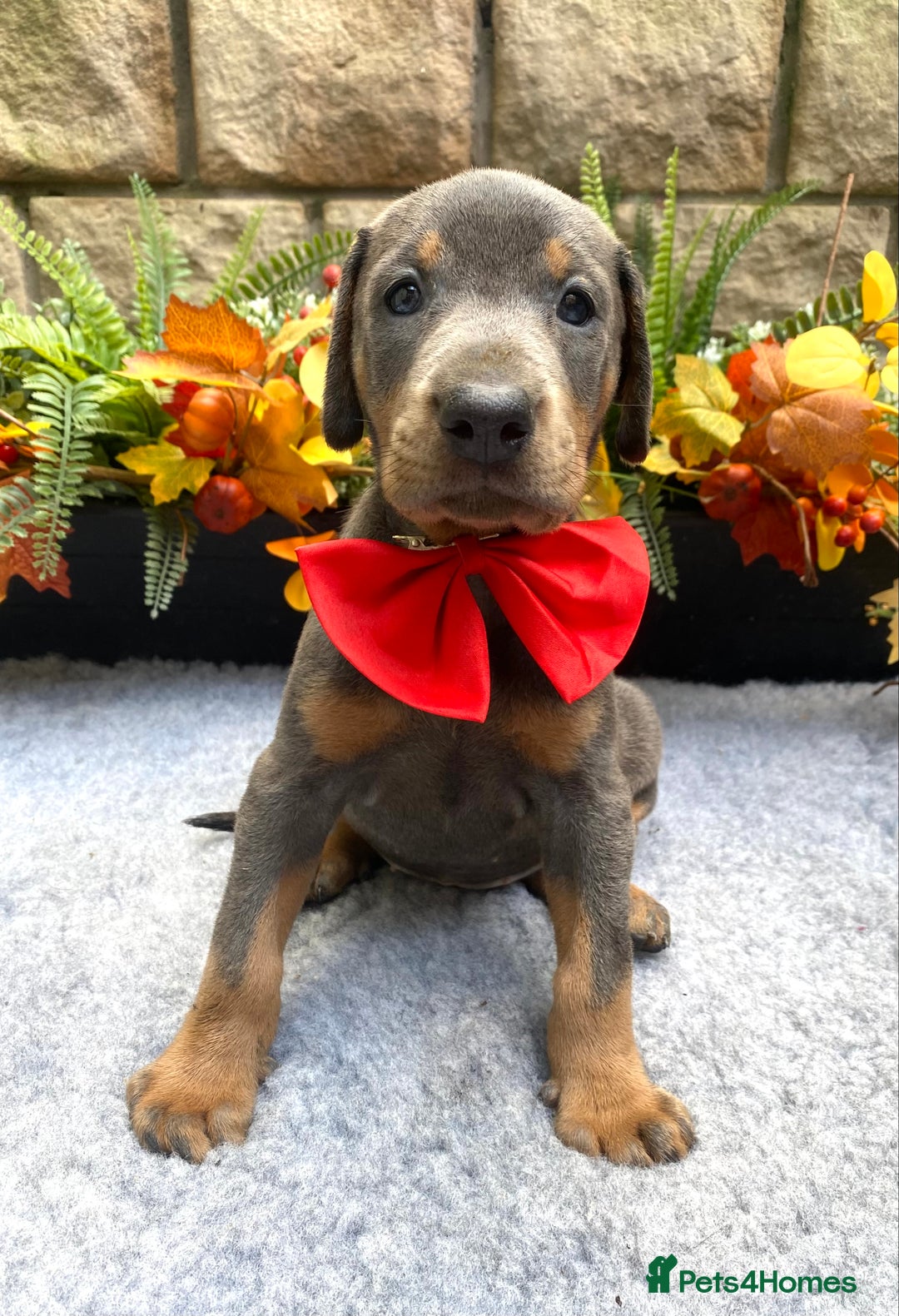 Dobermann dogs for sale: DOBERMAN PUPPIES (BOTH KC HEALTH TESTED PARENTS) - Image 25
