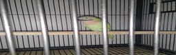Parakeets birds for sale: Moustache Parakeet  in Carlisle - Advert 1