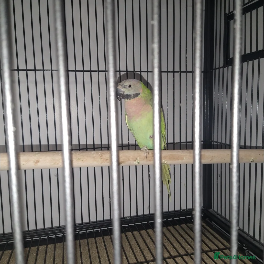 Parakeets birds for sale: Moustache Parakeet  in Carlisle - Advert 1