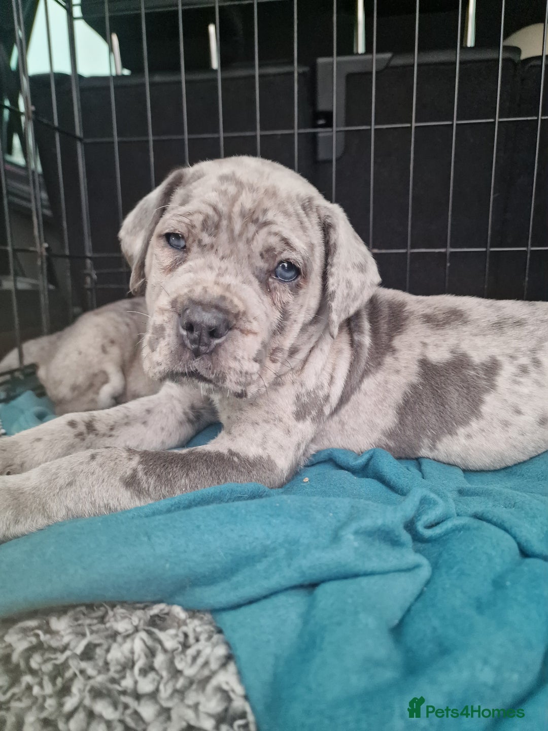 Mixed Breed dogs for sale: Cane Corso X Neapolitan Mastiff mix pups for sale - Advert 5