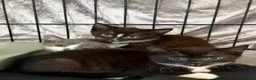 Mixed Breed cats for sale: Kittens for sale  - Advert 10
