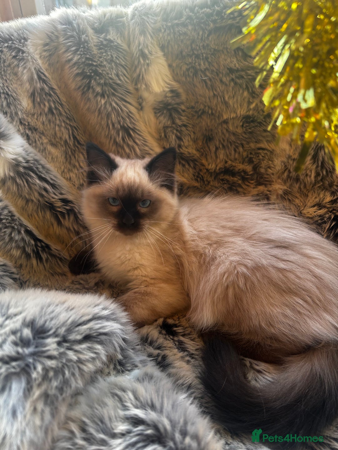 Ragdoll cats for sale: 5 STUNNING RAGDOLL KITTENS AVAILABLE NOW - Advert 5