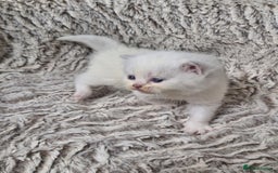 British Shorthair cats for sale: British shorthair and longhair  - Image 5