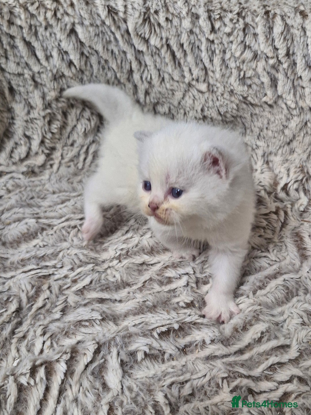 British Shorthair cats for sale: British shorthair and longhair  - Image 5
