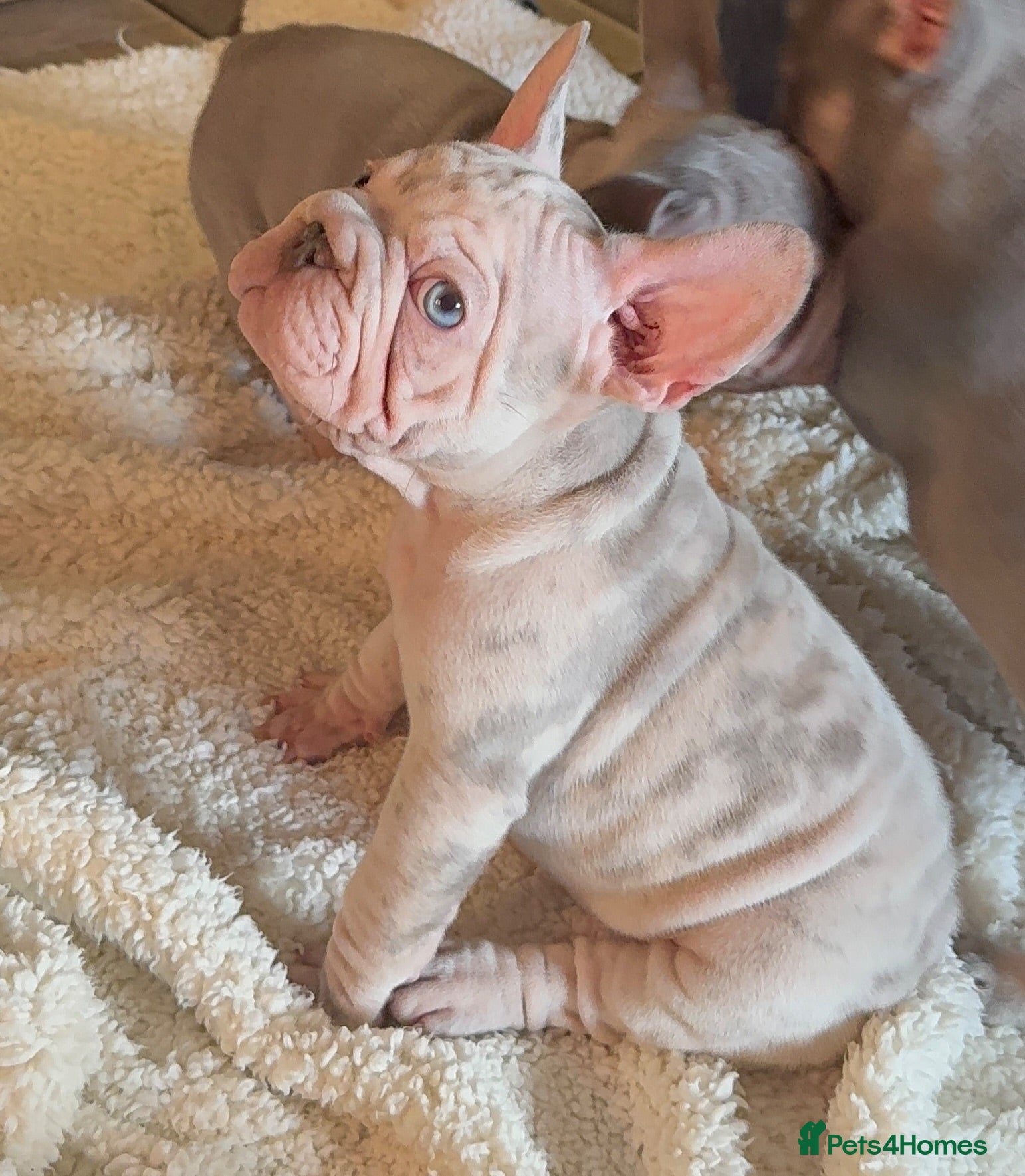 French Bulldog dogs READY NOW!! STUNNING FRENCH BULLDOG PUPPIES  - Advert 14