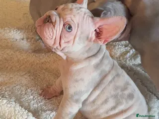French Bulldog dogs READY NOW!! STUNNING FRENCH BULLDOG PUPPIES - Advert 1