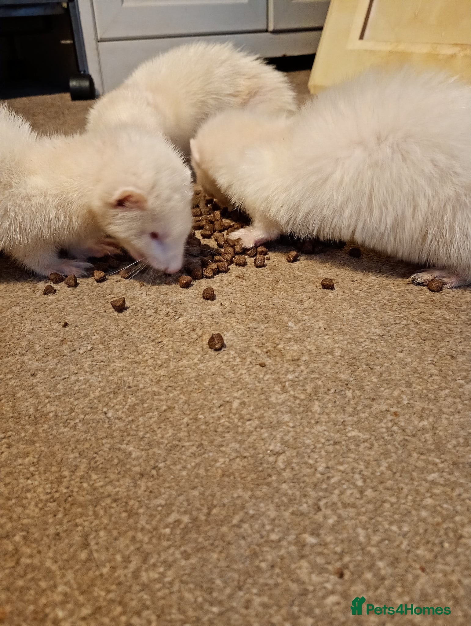 Ferret rodents for sale: Kits  - Advert 7