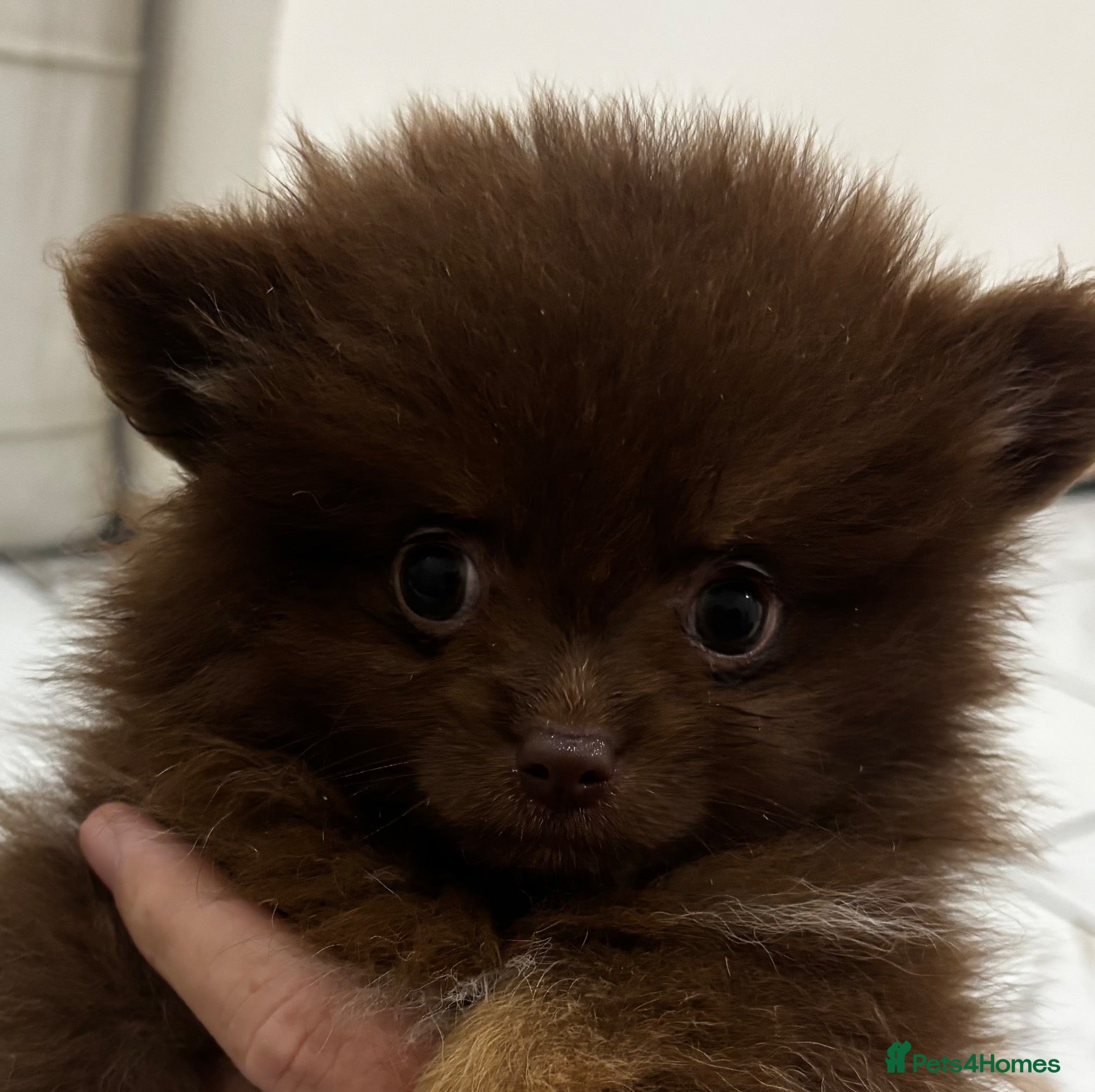 Pomeranian dogs 🤎 Gorgeous Chocolate & Tan Pomeranian Puppies  - Advert 1