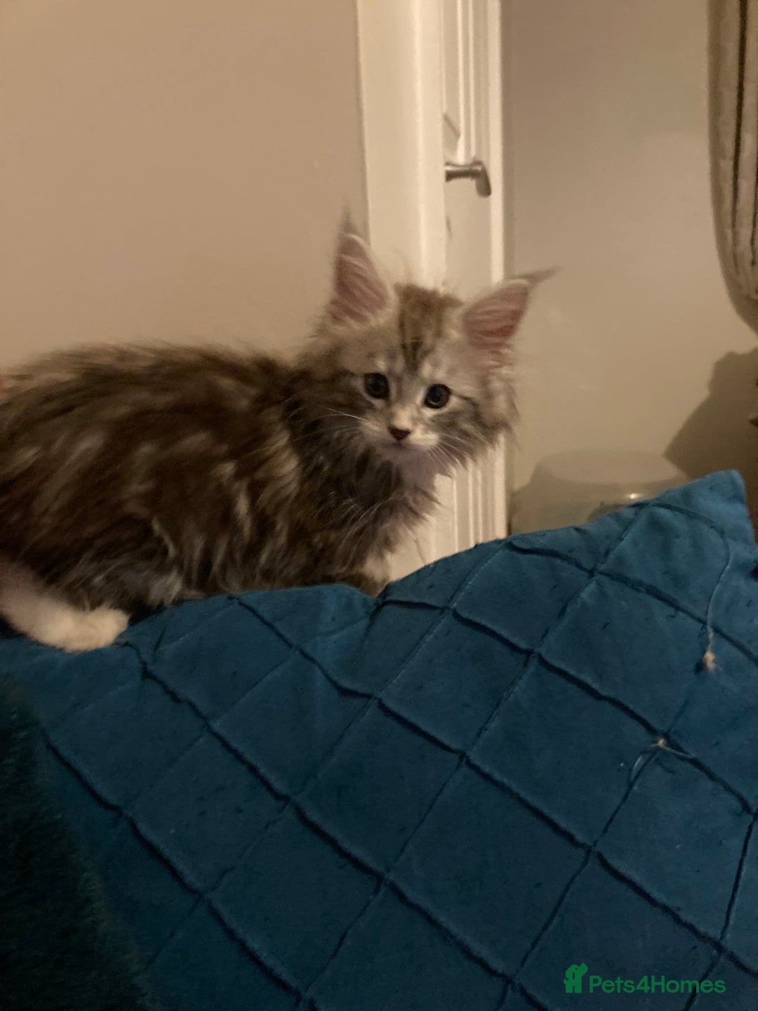 Maine Coon cats for sale: Maine Coon kittens - Advert 4