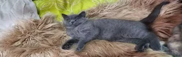 British Shorthair cats for sale: 4 lovely British shorthair kittens - Advert 4