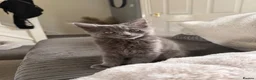 Maine Coon cats for sale: Maine coon & ragdoll mix  - Advert 2