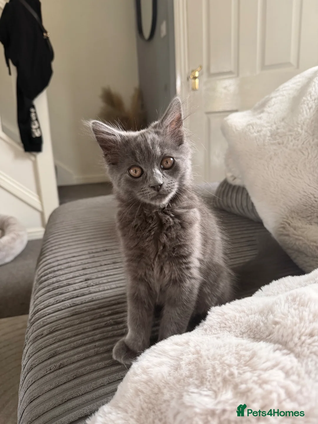 Maine Coon cats for sale: Maine coon & ragdoll mix  - Advert 2