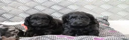 Cockapoo dogs for sale: F1 Cockapoo puppies for sale! - Advert 18