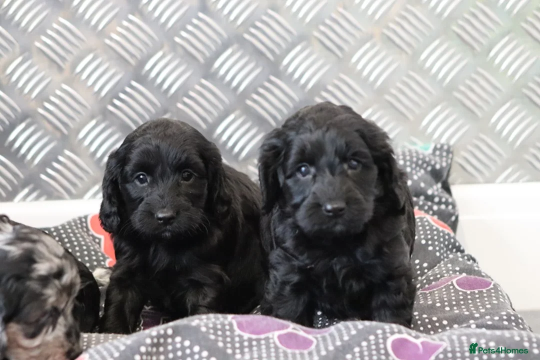 Cockapoo dogs for sale: F1 Cockapoo puppies for sale! - Advert 18