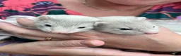Ferret rodents for sale: Ferrets for sale in Birkenhead - Advert 14