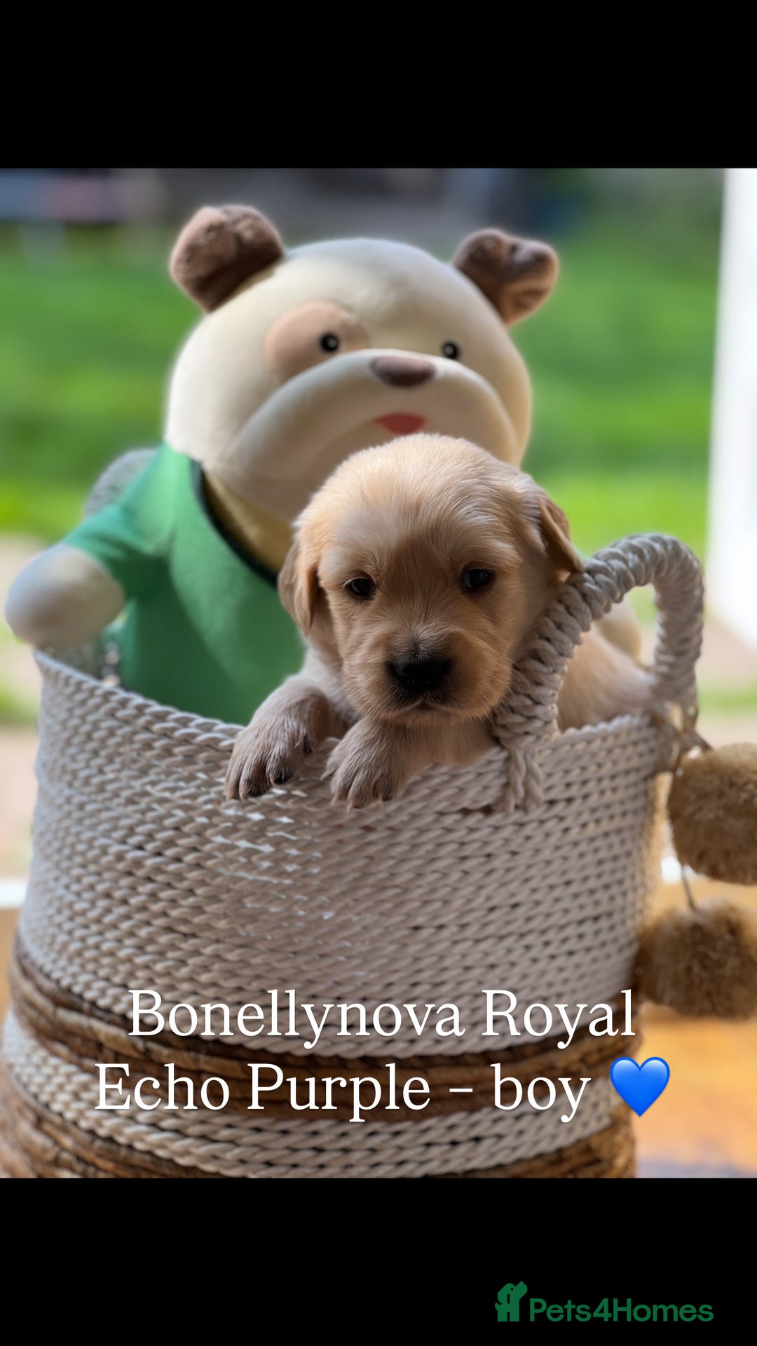 Golden Retriever dogs for sale: Kc Registered Golden retrievers puppies 🐶 - Image 4