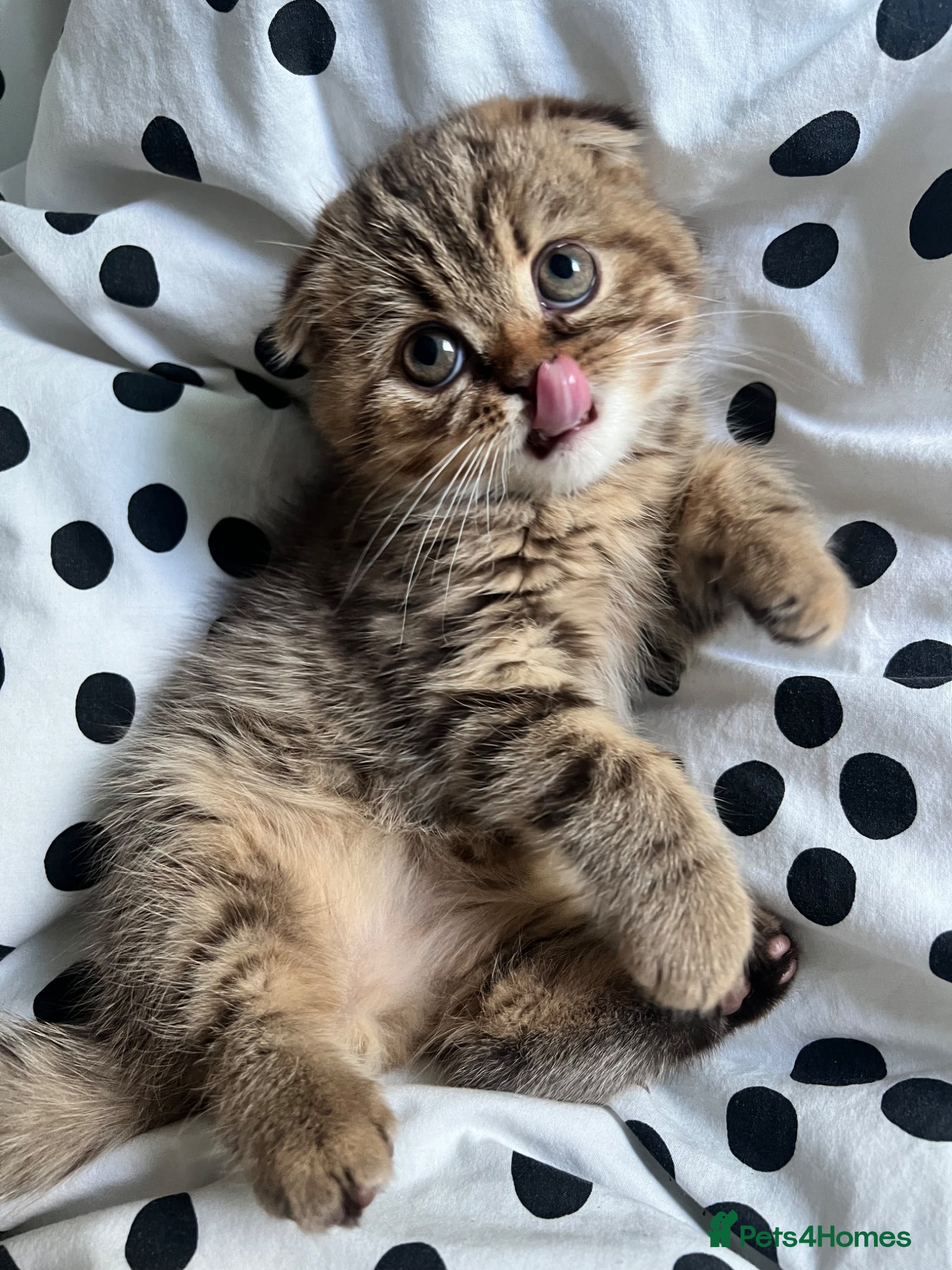 Scottish Fold cats Adorable Scottish Fold kittens 🐈‍⬛  - Advert 3