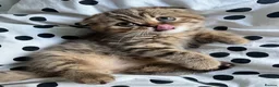Scottish Fold cats for sale: Adorable Scottish Fold kittens 🐈‍⬛  - Advert 1