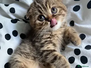 Scottish Fold cats Adorable Scottish Fold kittens 🐈⬛ - Advert 3