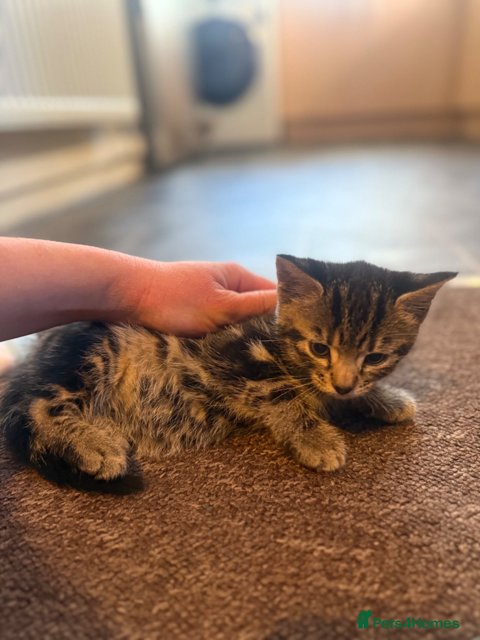 Mixed Breed cats Kittens - Advert 1