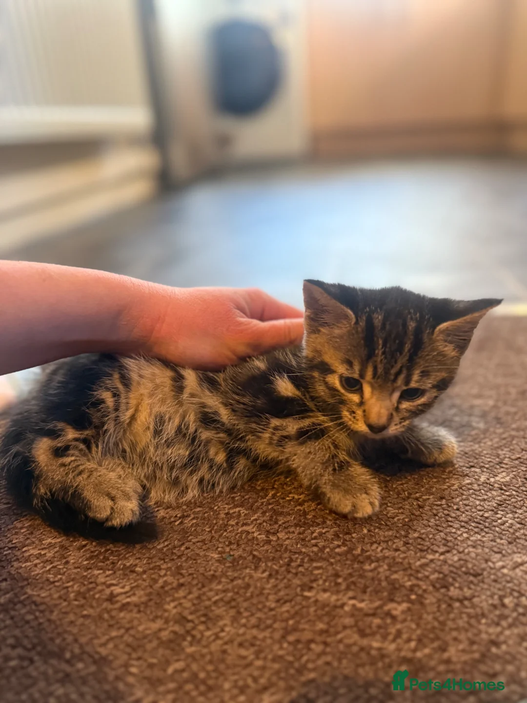 Mixed Breed cats for sale: Kittens - Advert 1