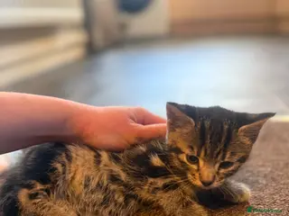 Mixed Breed cats Kittens - Advert 1