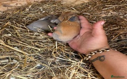 Mini Lop rabbits for sale: Mini lop - Image 10