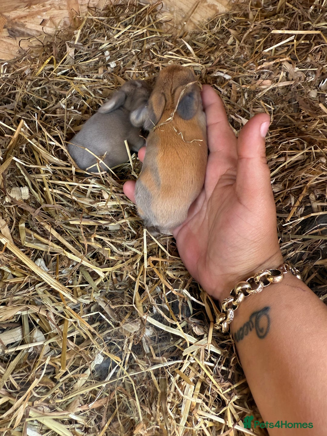 Mini Lop rabbits for sale: Mini lop - Image 10