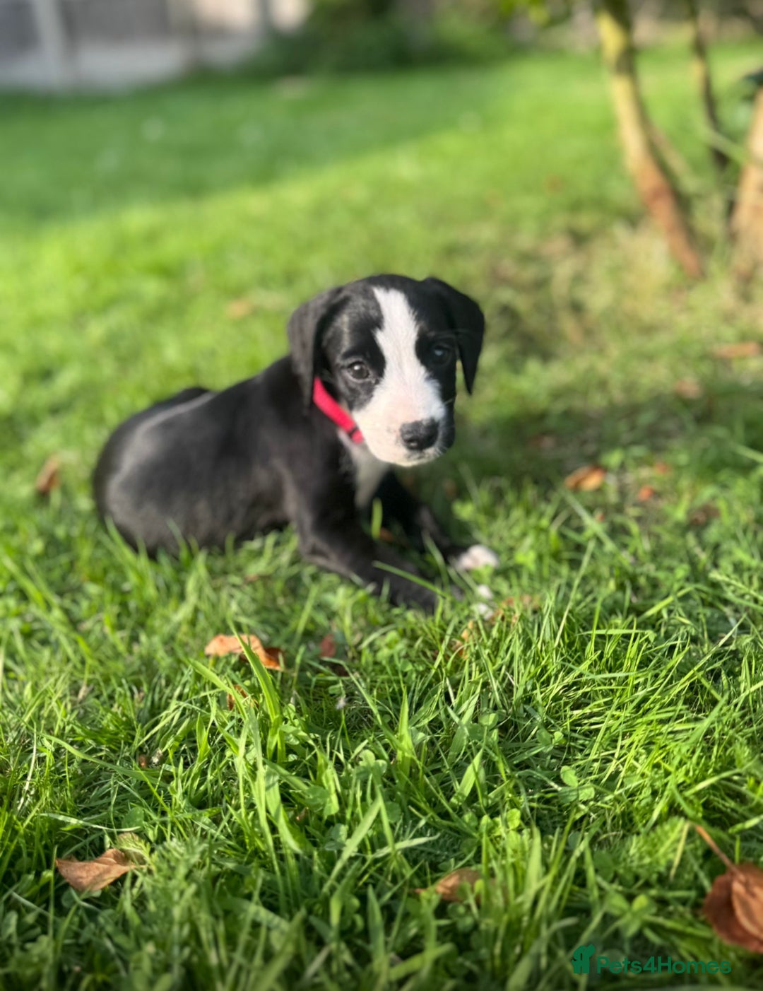 Mixed Breed dogs for sale: Pattendales cross ready now 🩷 - Image 7