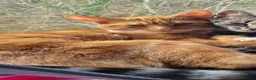 Mixed Breed cats for sale: Female tortoiseshell kitten - Advert 7