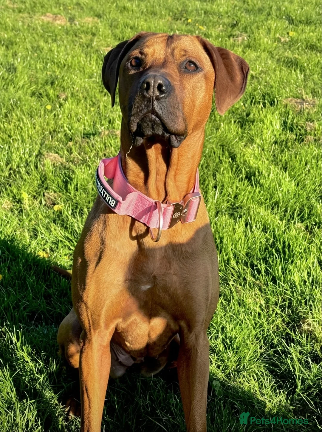 Rhodesian Ridgeback dogs for sale: 5YO Female Rhodesian Ridgeback - Advert 1