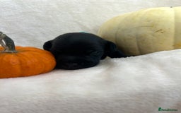 Patterjack dogs for sale: Patterdale x jackrussel  - Image 9