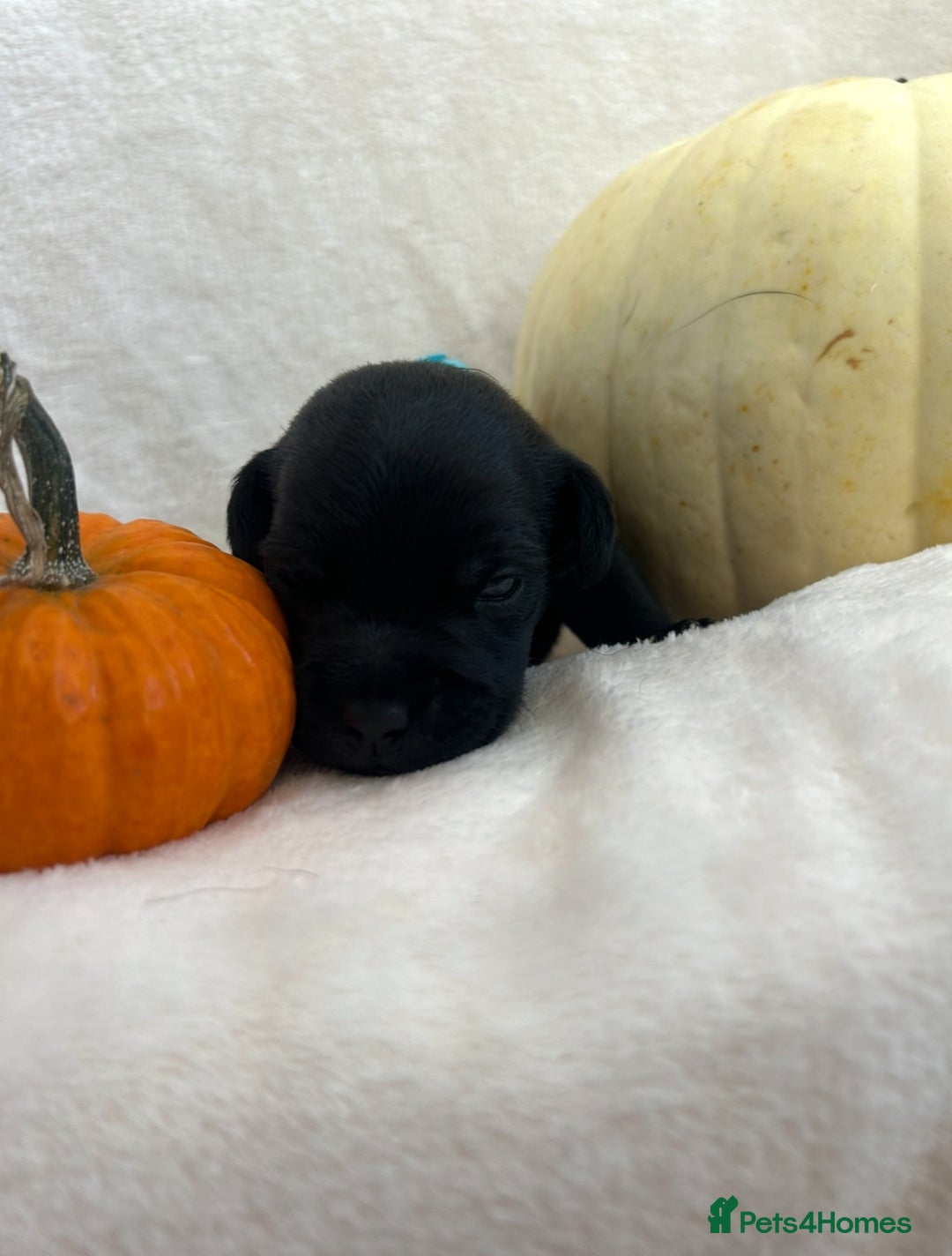 Patterjack dogs for sale: Patterdale x jackrussel  - Image 9