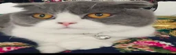 Scottish Fold cats for sale: 🐾 Stunning Scottish Fold — Ember, 2 Years Old - Advert 6