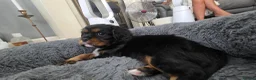 Cavalier King Charles Spaniel dogs for sale: 2 Beautiful health tested CKC Spaniels available - Advert 8
