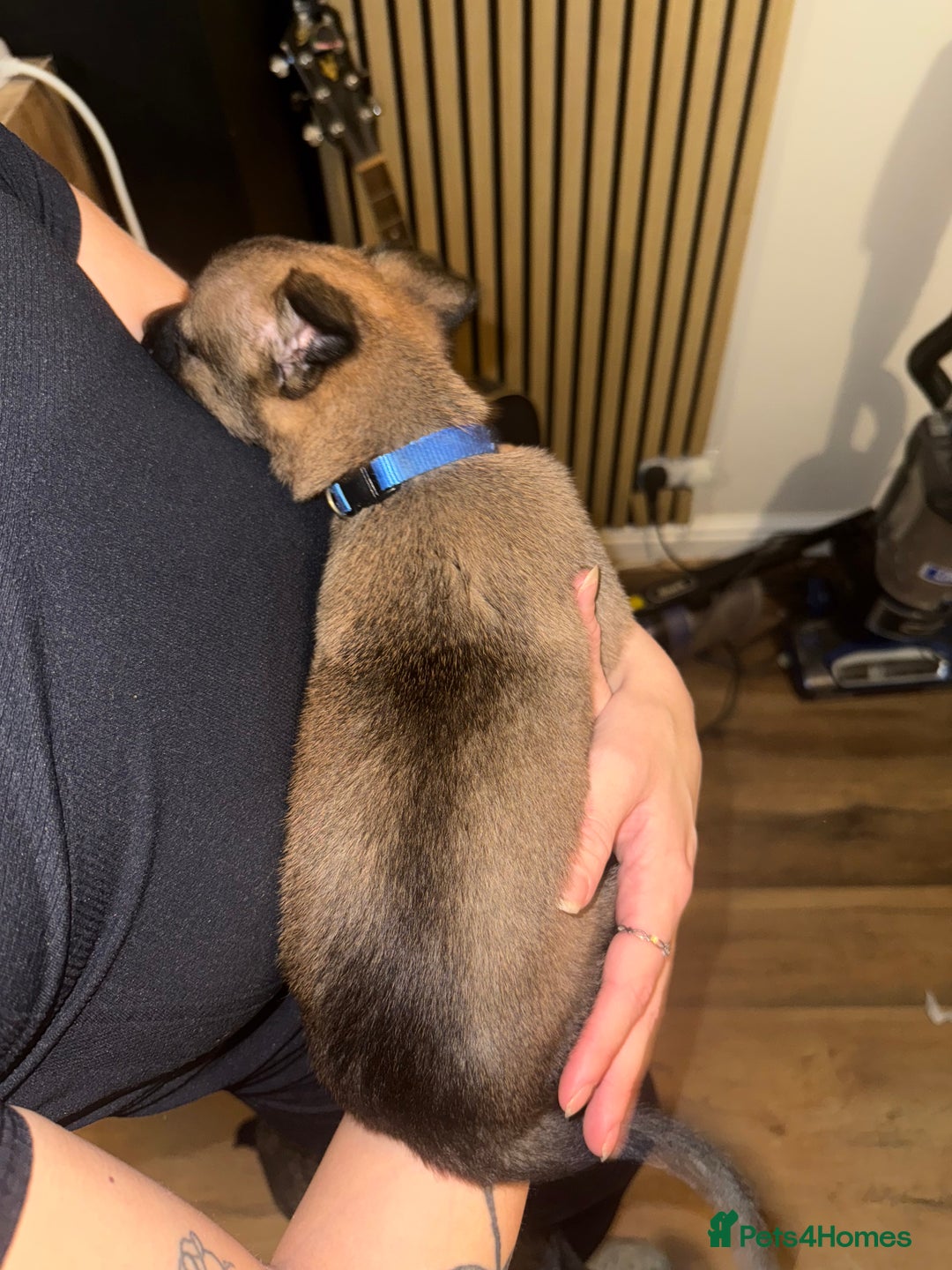 Belgian Shepherd Dog dogs for sale: Pure Belgian Malinois Puppies - Advert 13