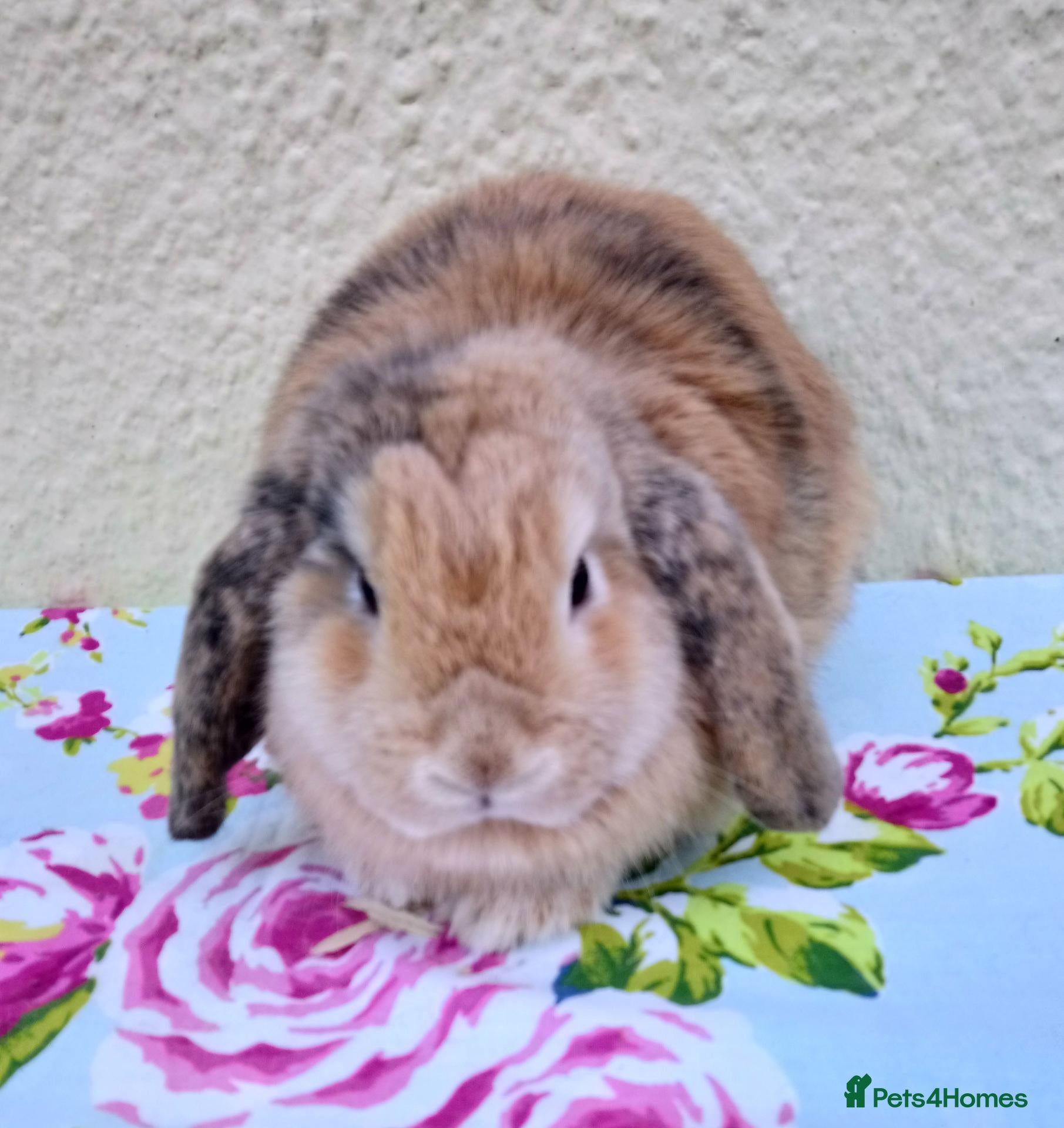 Mini Lop rabbits Pedigree Mini Lops - Advert 2